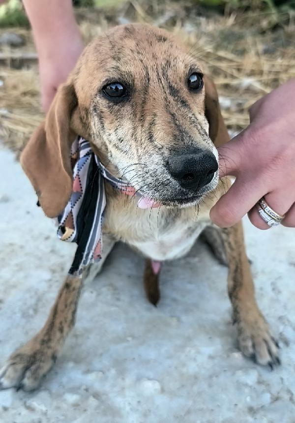 Bellissimi cagnolini in adozione  Foto 7