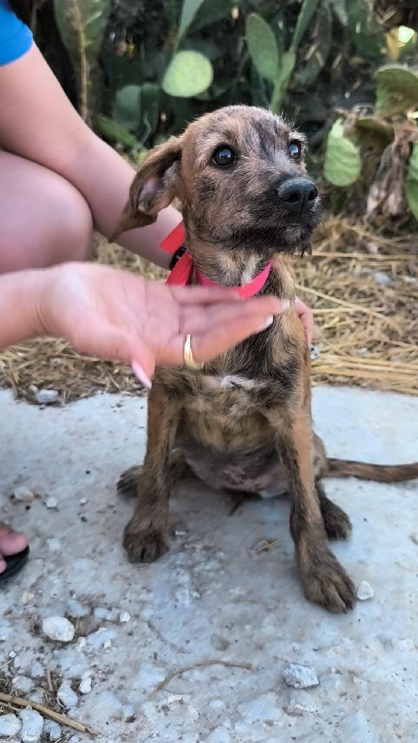 Bellissimi cagnolini in adozione  Foto 8