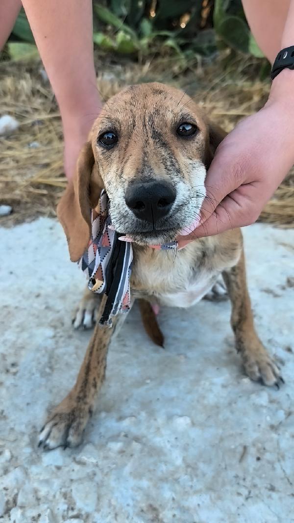 Bellissimi cagnolini in adozione  Foto 9