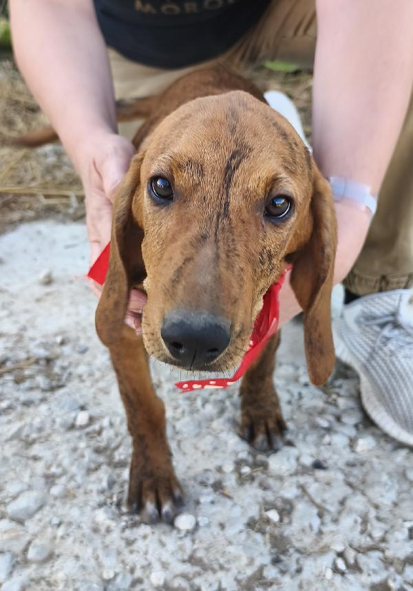 Bellissimi cagnolini in adozione  Foto 11