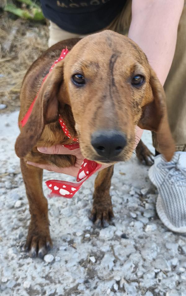 Bellissimi cagnolini in adozione  Foto 12