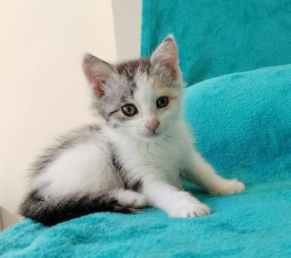 Gattina Di Due Mesi