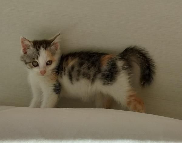 Gattina di due mesi Foto 2