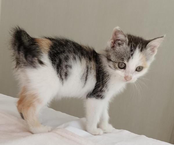 Gattina di due mesi Foto 3