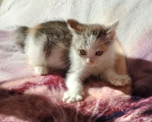 Gattina di due mesi Foto 4