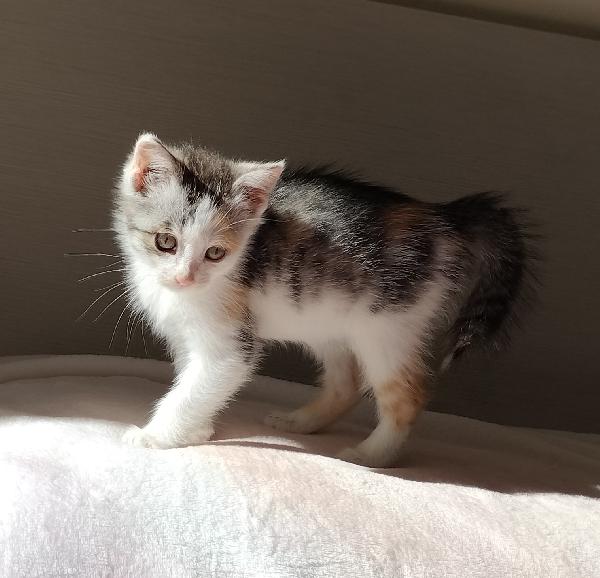 Gattina di due mesi Foto 5