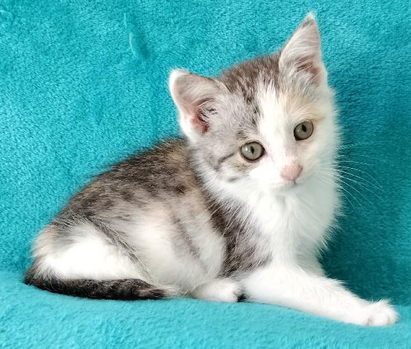 Gattina di due mesi Foto 7