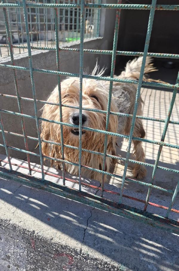 Dolly
