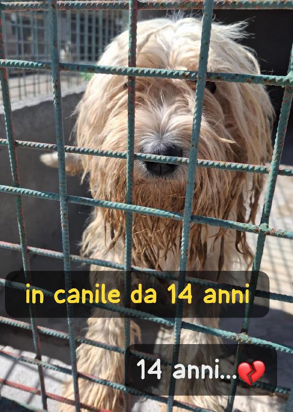 Dolly Foto 2