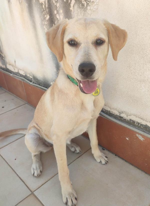 Mia Mix Labradorina 