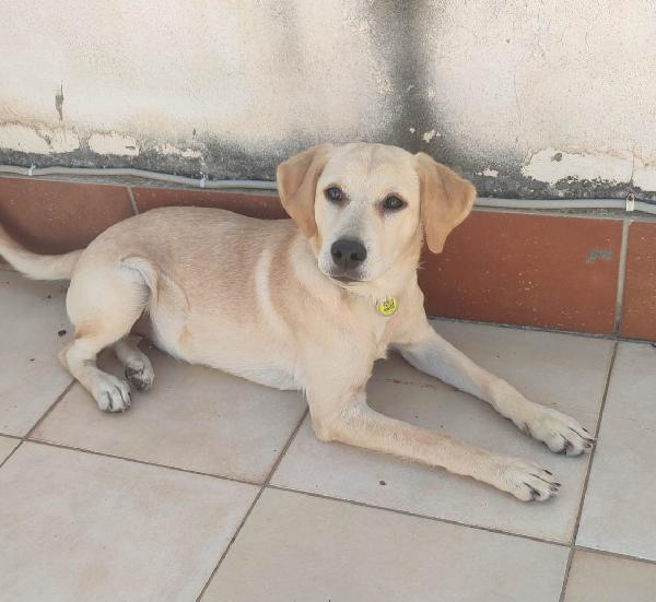 MIA MIX LABRADORINA  Foto 3