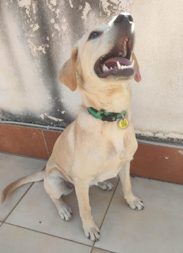 MIA MIX LABRADORINA  Foto 4