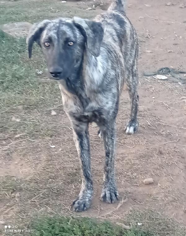 Cucciola sfortunata 🥺🥺🥺 Foto 2