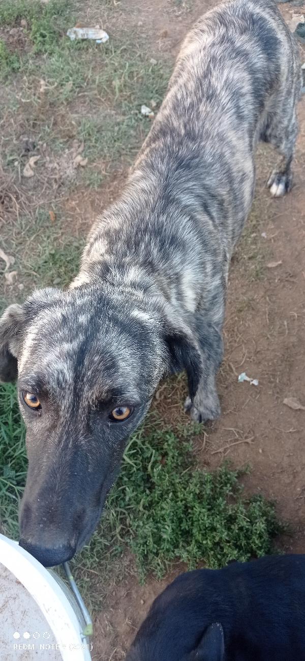 Cucciola sfortunata 🥺🥺🥺 Foto 3