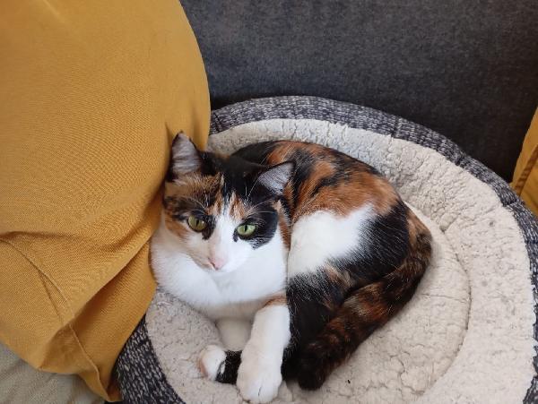 Molly: Micina Tricolore Di 15 Mesi Cerca Famiglia