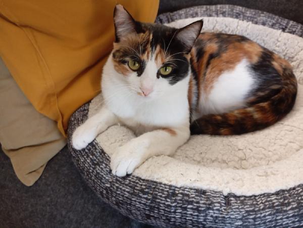 MOLLY: MICINA TRICOLORE DI 15 MESI CERCA FAMIGLIA Foto 2