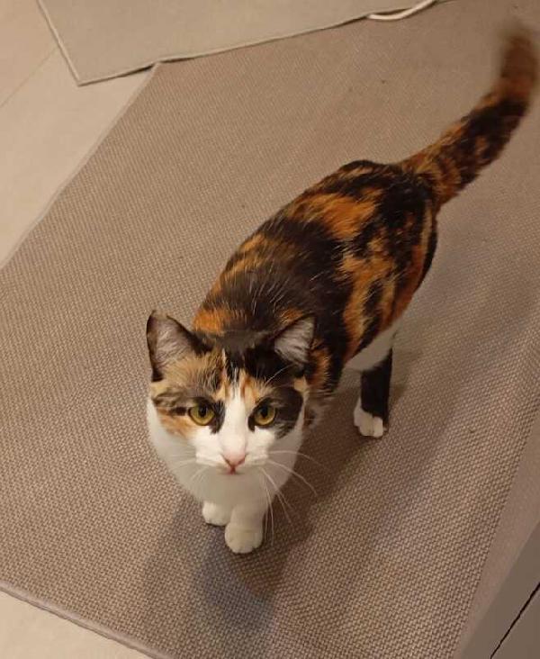 MOLLY: MICINA TRICOLORE DI 15 MESI CERCA FAMIGLIA Foto 4