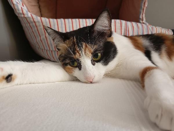 MOLLY: MICINA TRICOLORE DI 15 MESI CERCA FAMIGLIA Foto 5