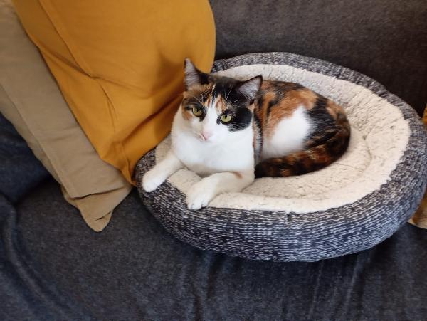 MOLLY: MICINA TRICOLORE DI 15 MESI CERCA FAMIGLIA Foto 9