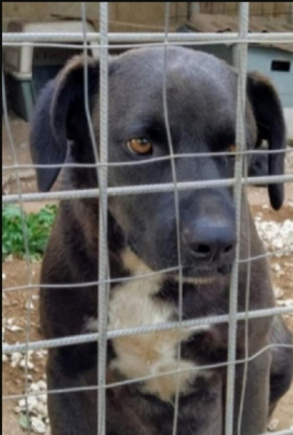 Yoshi 4/5Anni Da Cucciolo In Canile Sicilia 