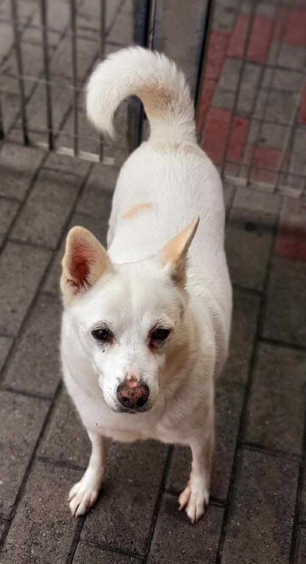Fox Cagnolino Candido