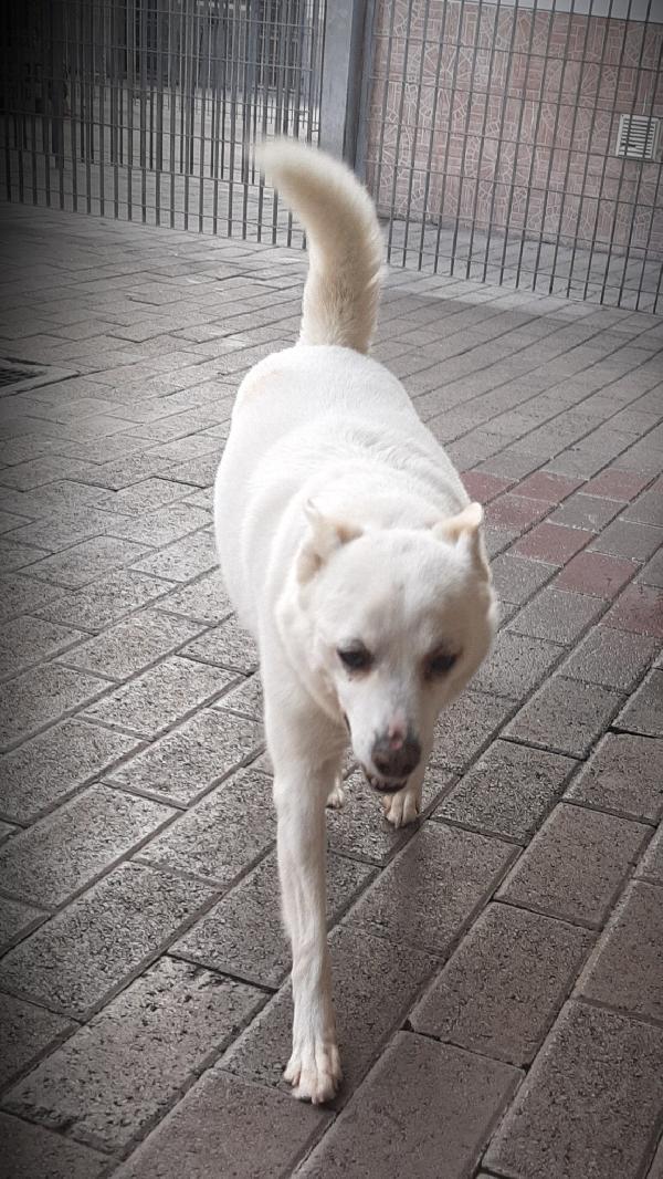 FOX CAGNOLINO CANDIDO Foto 2
