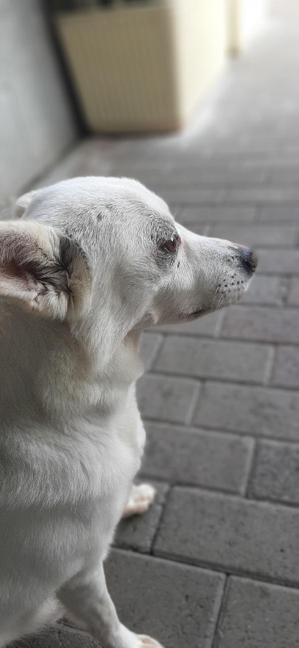 FOX CAGNOLINO CANDIDO Foto 4