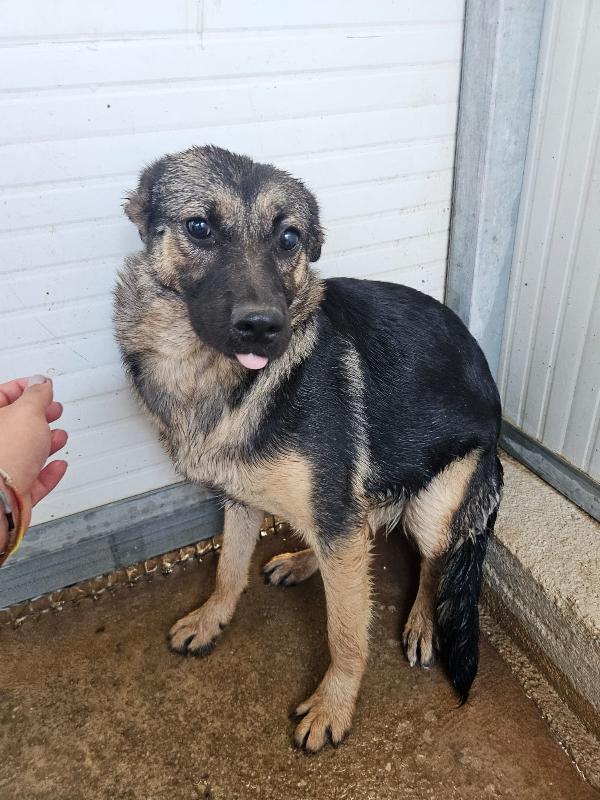 Clotilde: cucciolotta taglia piccola timida e dolce  Foto 2