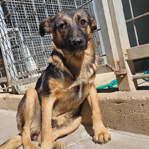 Clotilde: cucciolotta taglia piccola timida e dolce  Foto 4