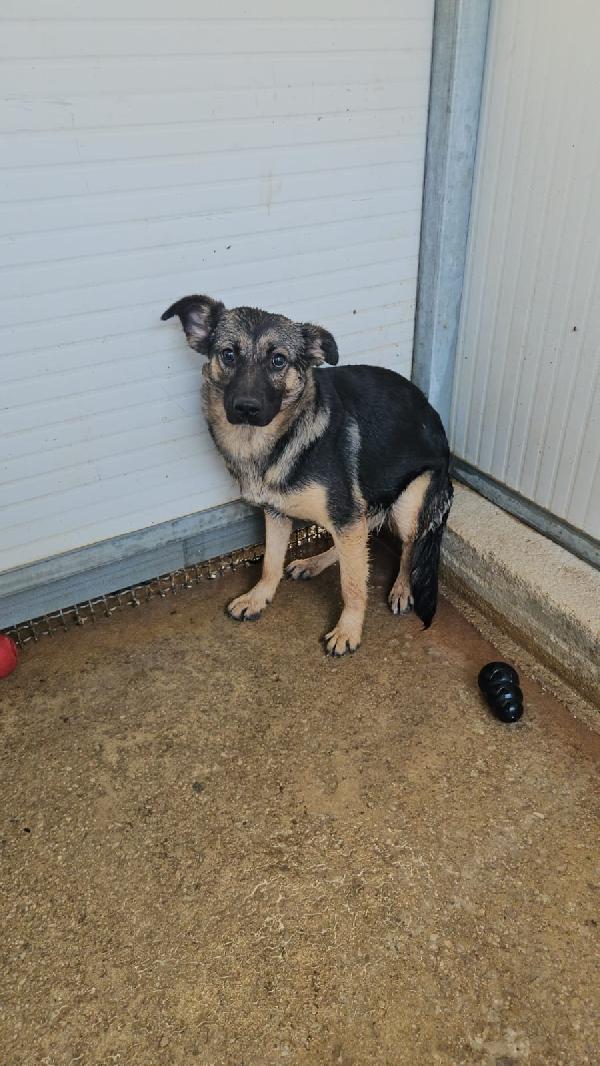 Clotilde: cucciolotta taglia piccola timida e dolce  Foto 5