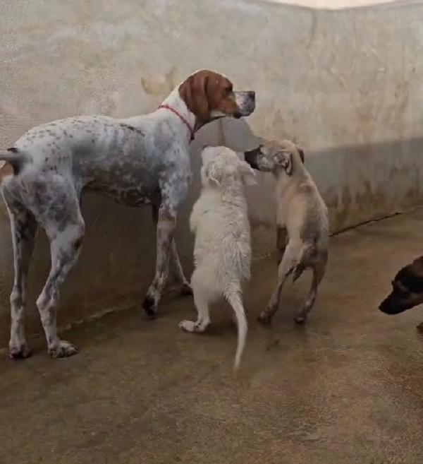 Mais: Pointer mansueto equilibrato dolce socievole  Foto 10