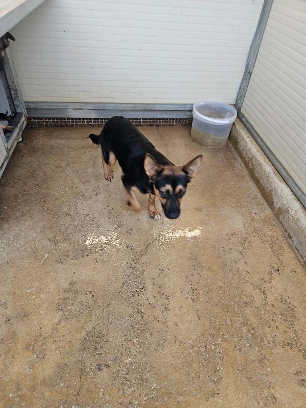 Lucio: cucciolotto taglia piccola timido dolce  Foto 2