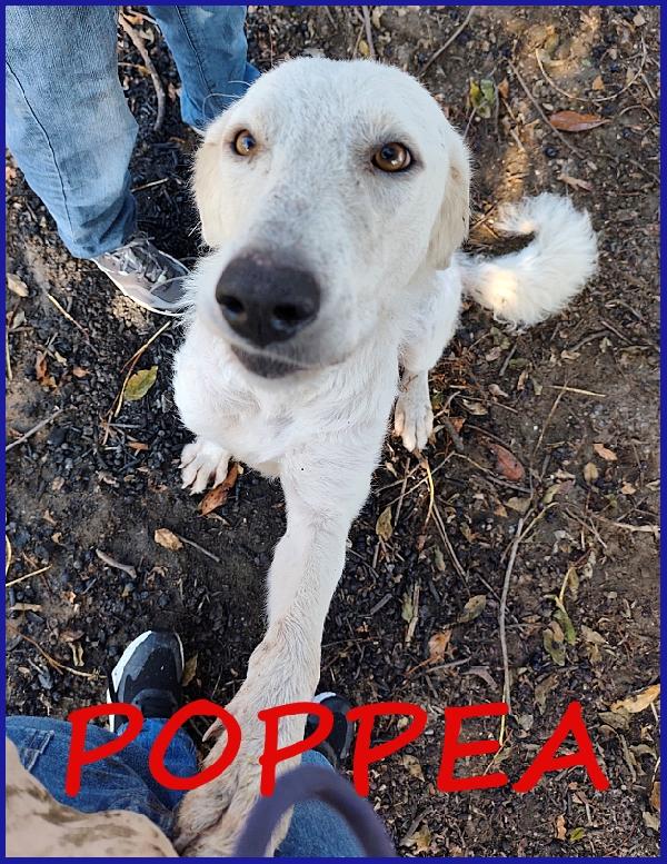 Poppea, 3 Anni, Le Hanno Strappato I Cuccioli Per Abbandonarla A Se Stessa, Oggi Cerca Serenita'