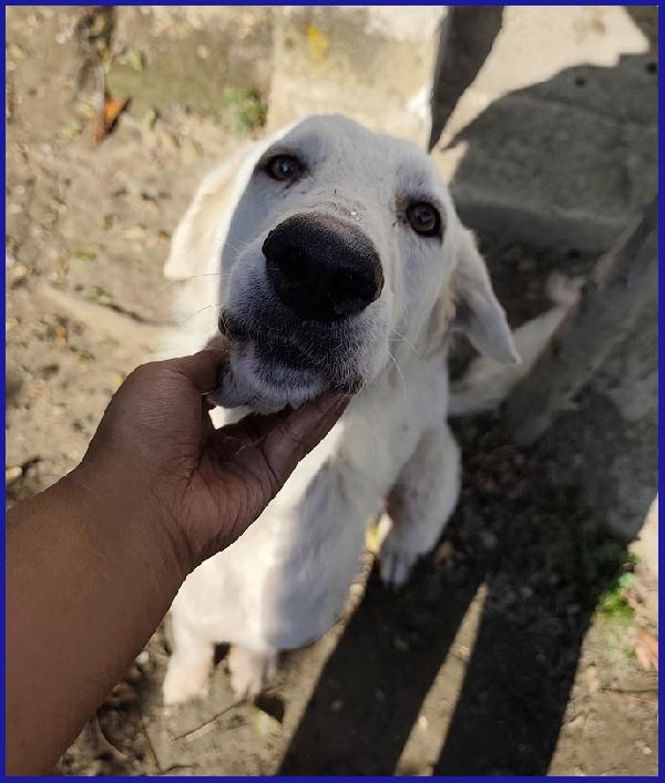 POPPEA, 3 ANNI, LE HANNO STRAPPATO I CUCCIOLI PER ABBANDONARLA A SE STESSA, OGGI CERCA SERENITA' Foto 5