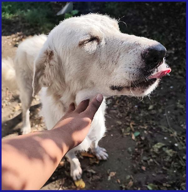 POPPEA, 3 ANNI, LE HANNO STRAPPATO I CUCCIOLI PER ABBANDONARLA A SE STESSA, OGGI CERCA SERENITA' Foto 7