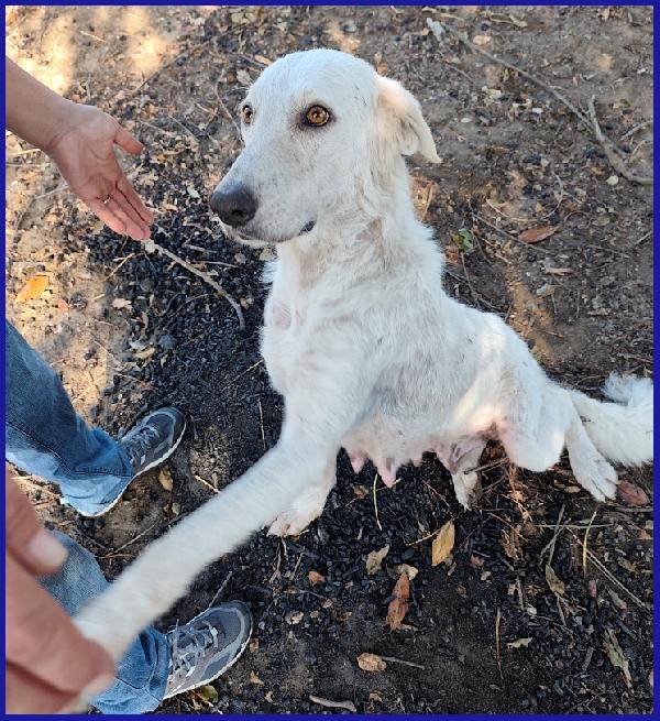 POPPEA, 3 ANNI, LE HANNO STRAPPATO I CUCCIOLI PER ABBANDONARLA A SE STESSA, OGGI CERCA SERENITA' Foto 8