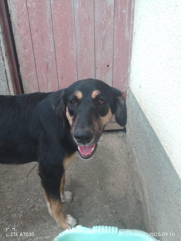 Zoe Meravigliosa Cucciola Cerca Famiglia 