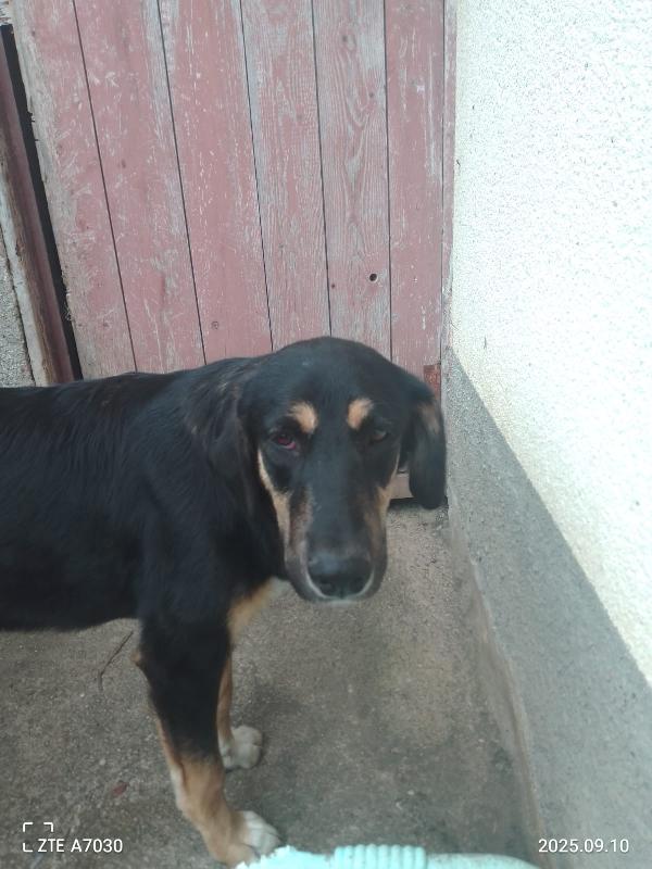 Zoe meravigliosa cucciola cerca famiglia  Foto 4