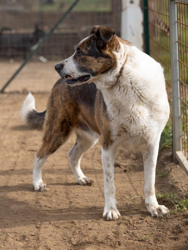 Elena Splendida Cagnolona Cerca Famiglia Foto 6
