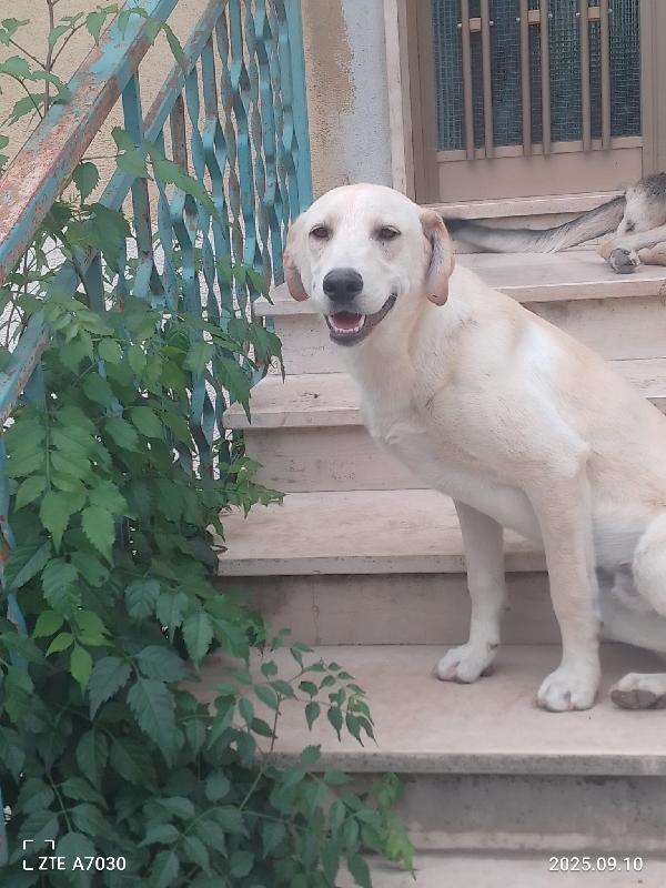 Douglas Splendido Dolce Cucciolo Simil Labrador Cerca Famiglia 