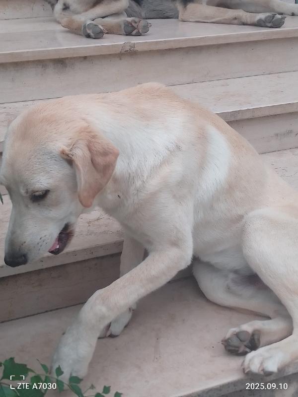 Douglas Splendido Dolce Cucciolo Simil Labrador Cerca Famiglia  Foto 2