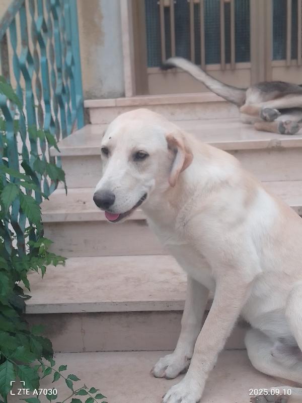 Douglas Splendido Dolce Cucciolo Simil Labrador Cerca Famiglia  Foto 3