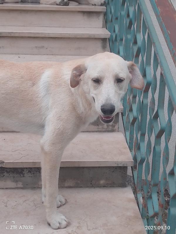 Douglas Splendido Dolce Cucciolo Simil Labrador Cerca Famiglia  Foto 4