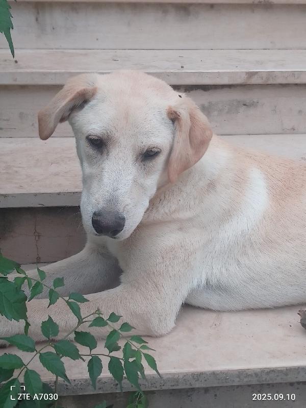 Douglas Splendido Dolce Cucciolo Simil Labrador Cerca Famiglia  Foto 5