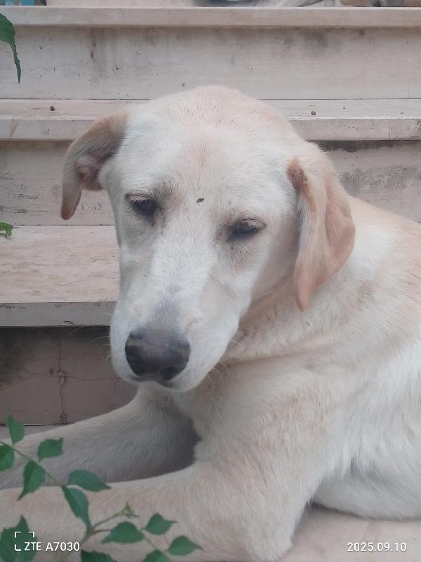 Douglas Splendido Dolce Cucciolo Simil Labrador Cerca Famiglia  Foto 6