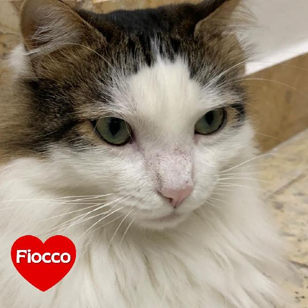 Fiocco Dolce Micio Cerca Adozione !