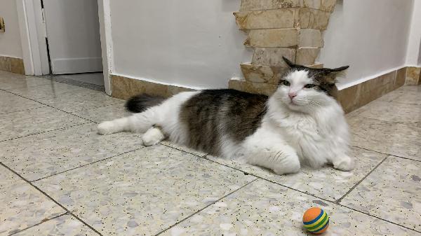 Fiocco dolce micio cerca adozione ! Foto 4