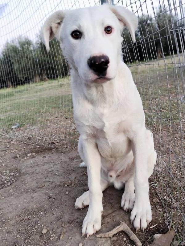 Husky