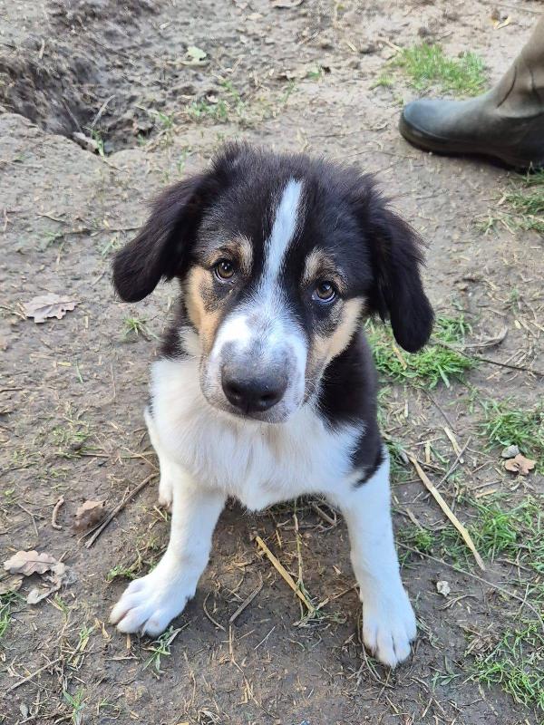 Salvo Cucciolo