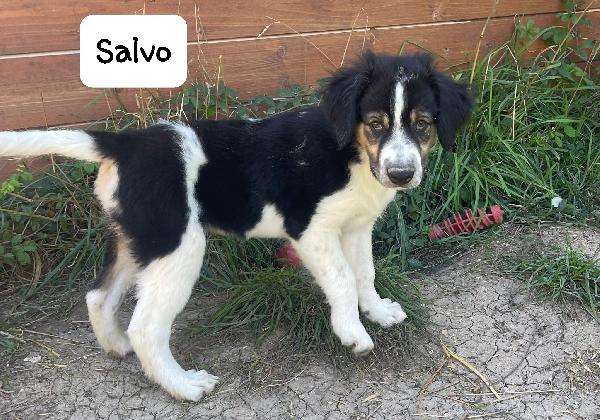 Salvo cucciolo Foto 2
